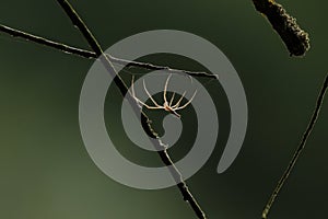 The beautiful spider illuminated by the sun in the backlight