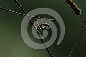 The beautiful spider illuminated by the sun in the backlight