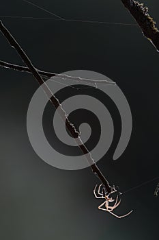 The beautiful spider illuminated by the sun in the backlight