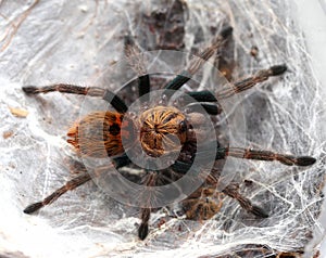 Beautiful spider-tarantula in its lair.