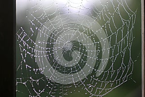 Beautiful spider web with dew drops. Shiny web.