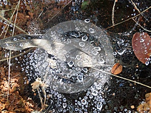 Beautiful spider web, full of water drops after rain.