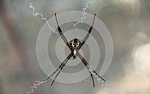 Beautiful spider with yellow alien face on the body