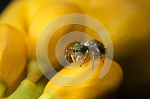 Beautiful Spider on yellow flower, Jumping Spider in Thailand