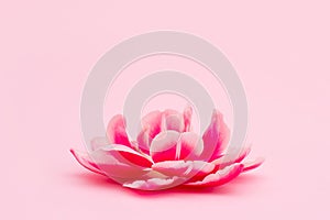 Beautiful sping flower in the center of pink background