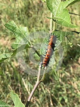 Beautiful Spiny Orange and Black Gulf Fritillary Butterfly Caterpillar - Dione vanillae - on Host Plant Passion Flower