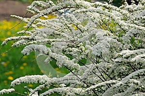 Beautiful Spiraea (Meadowsweet) Shrub with Flowers