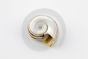 A beautiful spiral seashell isolated on the white