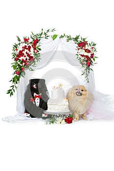 Dog wedding couple under flower arch