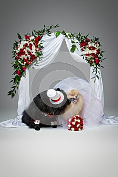 Dog wedding couple under flower arch