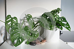 Beautiful split-leaf philodendron in a domestic kitchen
