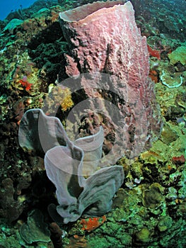 Beautiful sponge specimen of the coast of Dominica