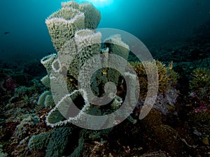 Beautiful sponges abound on the reefs of Raja Ampat, Indonesia