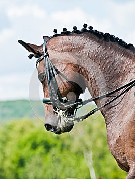 Beautiful sport dressage horse photo