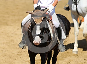Beautiful sport horse with rider under saddle on natural background, equestrian sport