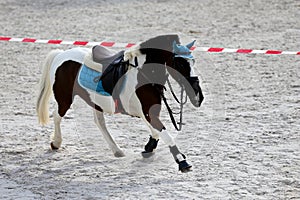 Beautiful sport horse running alone on show jumping competition without riders