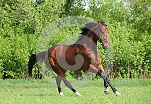 Beautiful sports horse galloping in summer meadow