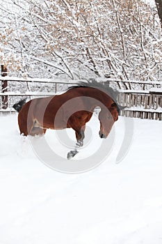 Beautiful sports horse runs in winter farm