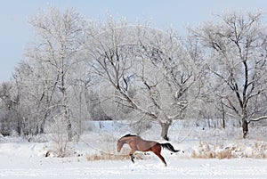 Beautiful sports horse runs in winter farm