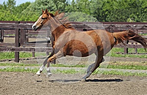 Beautiful sports horse walks in summer ranch