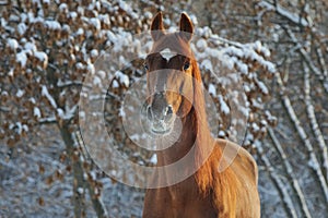 Beautiful sports horse walks in winter ranch