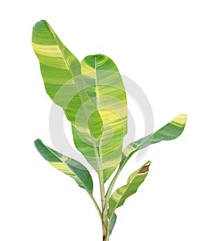 Beautiful spotted banana leaves isolated on white