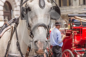 Beautiful spotted  carriage horse on the street of Vienna