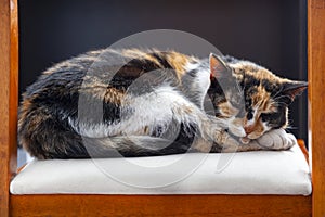 Beautiful spotted cat sleeping on a chair