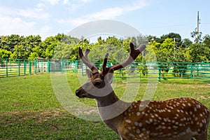 A beautiful spotted dear in the zoo