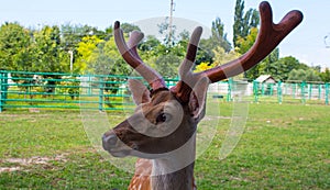 A beautiful spotted dear in the zoo