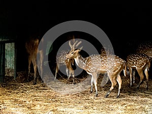 Spotted Deer/Chital-India