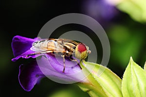 Beautiful spotted eye Syrphidae