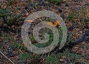 Beautiful spotted orange butterfly sits on a flower against background of green grass