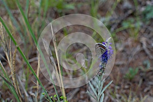 Beautiful spotted orange white brown butterfly sits on a baikal violet flower on background of green grass