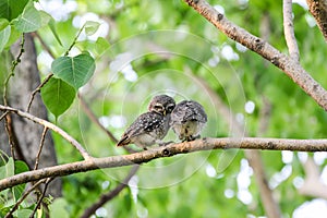 Beautiful spotted owlet