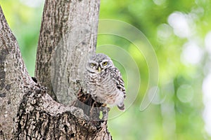 Beautiful spotted owlet