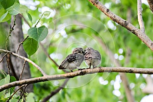 Beautiful spotted owlet