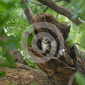 Beautiful Spotted Owlet family bird perching in nest