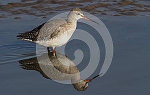 A beautiful Spotted Redshank Tringa erythropus hunting for food along the shoreline.