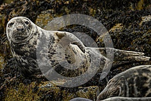 A beautiful spotted seal resting on mossy land