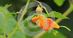 Beautiful spotted touch-me-not, impatiens capensis 4K