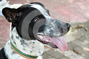 Beautiful spotty Dalmation cross joyfully sticks out his tounge