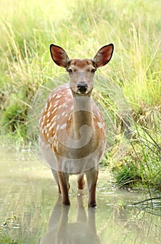 Beautiful spotty sika deer female