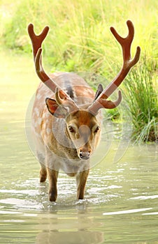 Beautiful spotty sika deer male