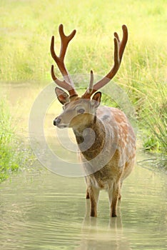 Beautiful spotty sika deer male