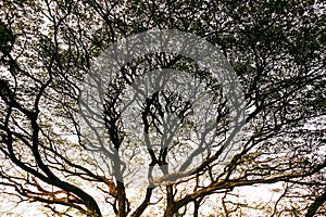 A beautiful sprawling tree in a tropical forest