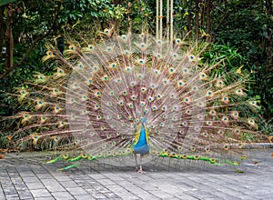Beautiful spread of peacock