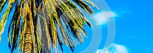 beautiful spreading palm tree, exotic plants symbol of holidays, hot day, big leaves