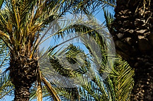 beautiful spreading palm tree, exotic plants symbol of holidays, hot day, big leaves