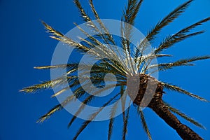 Beautiful spreading palm tree, exotic plants symbol of holidays, hot day, big leaves